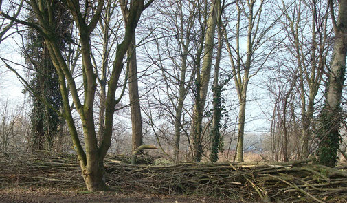 Bosrand langs de Westerdreef