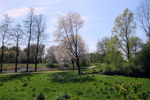 voorjaar in het park