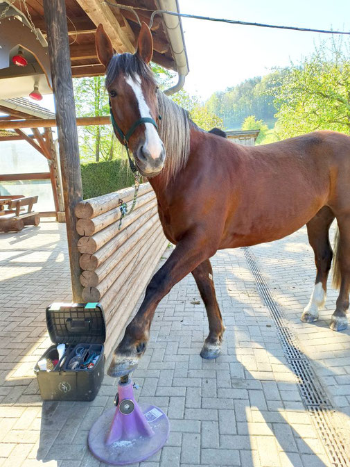 Schwere Warmblutstute "Samira" steht eigenständig mit einem Vorderhuf auf dem Hufbock - Barhufmobil - Hufpflege - Aila Tolke - Thüringen - Bayern