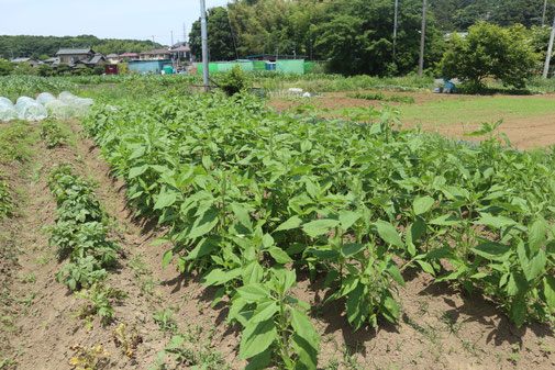 菊芋のエリア。しっかり雑草を摘んでいるため、生育が良い。