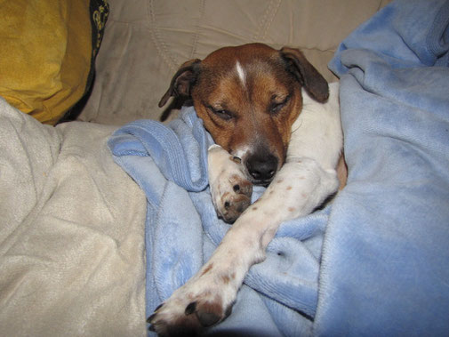 das letze Foto von Benny,krank und geschwächt! *21.10.2008 - †am 18.02.2011 um 16:45 Uhr