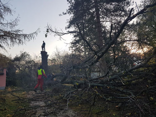 Baumabtragung & Baumentfernung in der nähe, Bei der letzteren Methode wird der Baum aus dem Seil, oder von einer Hubarbeitsbühne gefällt, indem er Stück für Stück abgetragen wird.