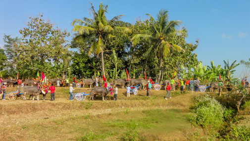 Village experience west Bali buffalo race