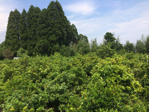 文化堂が管理する国富町にあるしきみ畑