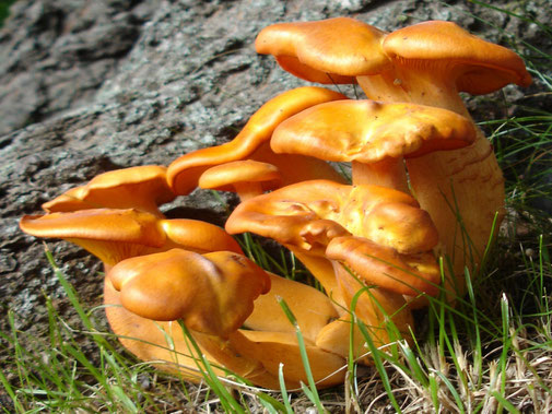 Alimenti e HACCP - Errori con i funghi