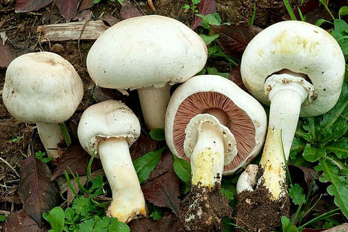 Alimenti e HACCP - Errori con i funghi