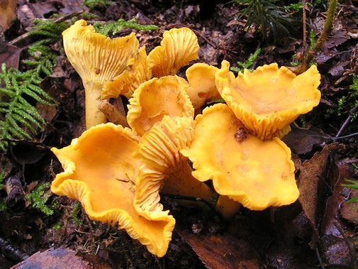 Alimenti e HACCP - Errori con i funghi