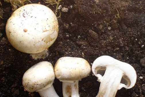 Alimenti e HACCP - Errori con i funghi