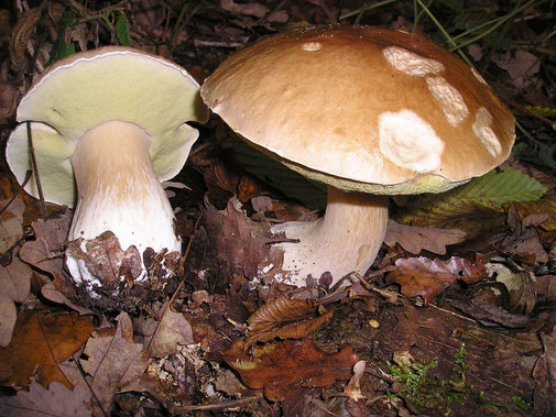 Alimenti e HACCP - Errori con i funghi