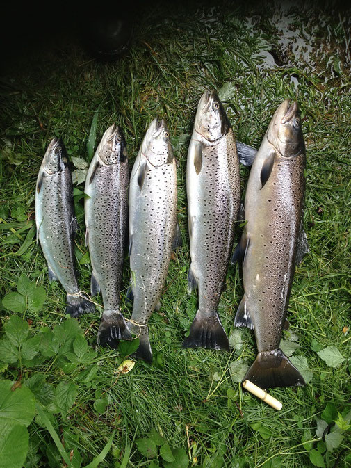 Lachs angeln Norwegen, in großen Flüssen, in Straumen in Meeresbuchten mit Fliege und Blinker,