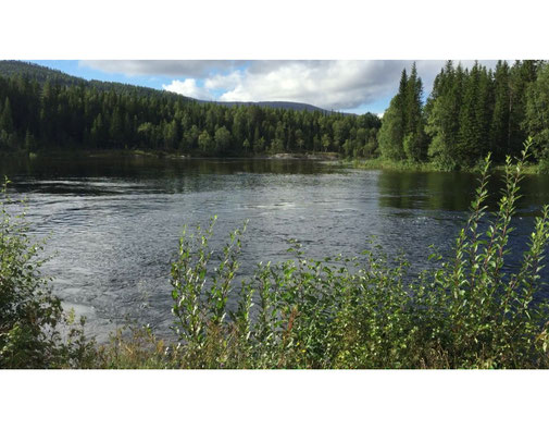 Lachs angeln Norwegen, in großen Flüssen, in Straumen in Meeresbuchten mit Fliege und Blinker, hier großer Fluss