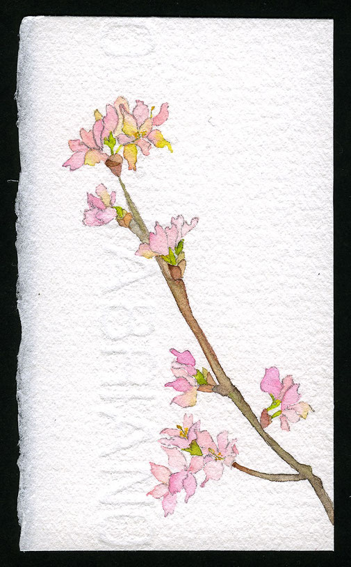 水彩画「桜色」