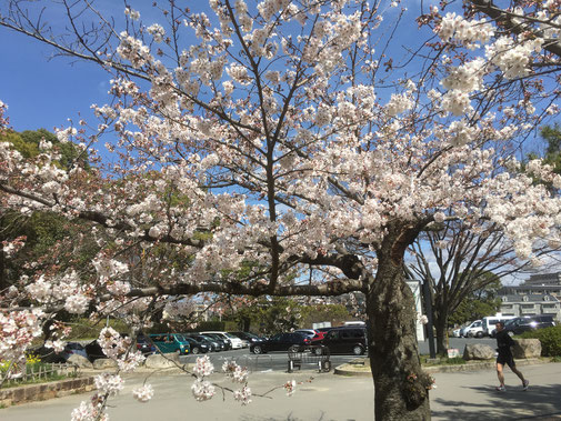 大阪城の桜も開花