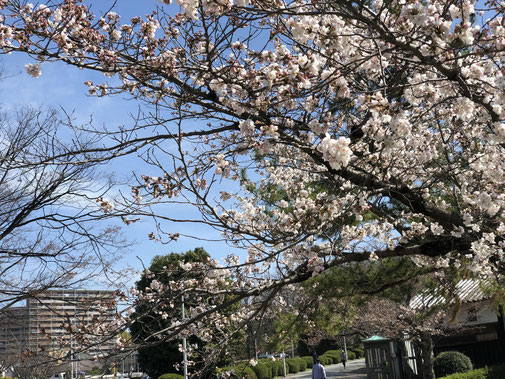 桜が見頃