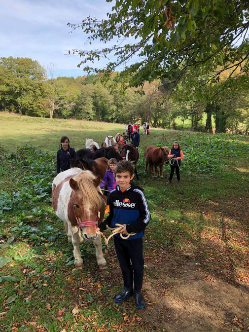 Allons chercher les poneys au pré !!