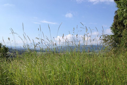 Wiese und Weite