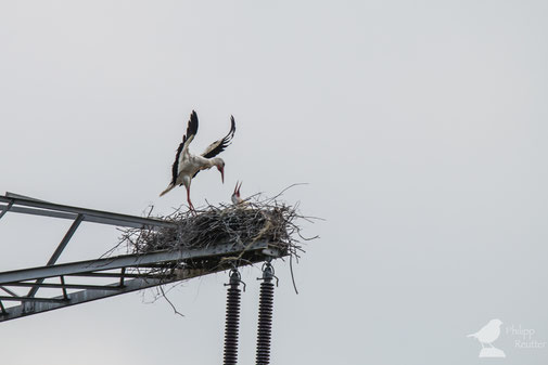 Weißstorch (Ciconia ciconia) im Laubenheimer Ried am Nest Mainz