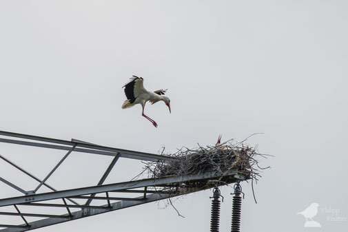 Weißstorch (Ciconia ciconia) im Laubenheimer Ried am Nest Mainz