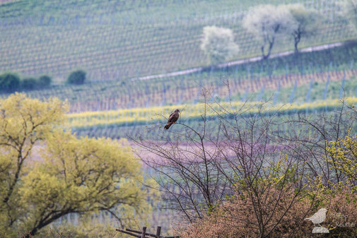 Schwarzmilan Milvus migrans im Laubenheimer Ried vor Weinbergen