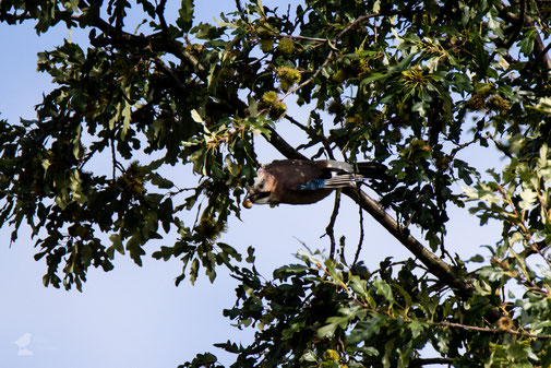 Eichelhäher im Baum beim Start