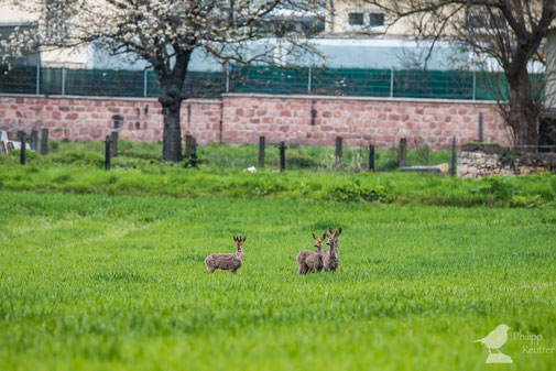 Rehe im Laubenheimer Ried Mainz