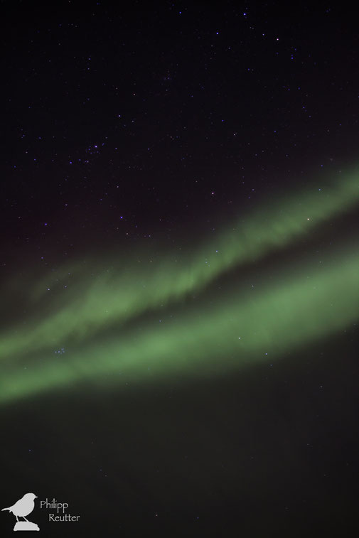 Nordlicht in Island