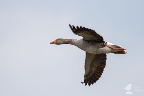 Graugans im Flug im Laubenheimer Ried Mainz