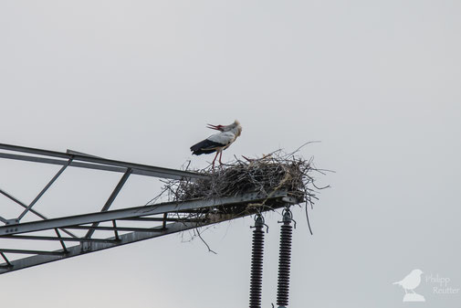 Weißstorch (Ciconia ciconia) im Laubenheimer Ried am Nest Mainz