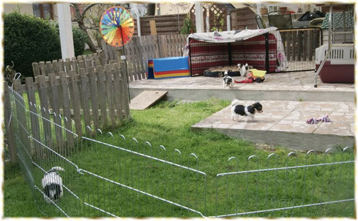 Unsere Biewer Yorkshire Welpen sind jetzt schon sechs Wochen alt und hopsen munter im Garten umher. Sie lieben beim Biewer-Yorkshire-Züchter in Mering bei Augsburg