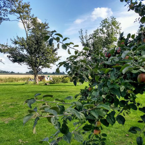 Fruit in overvloed