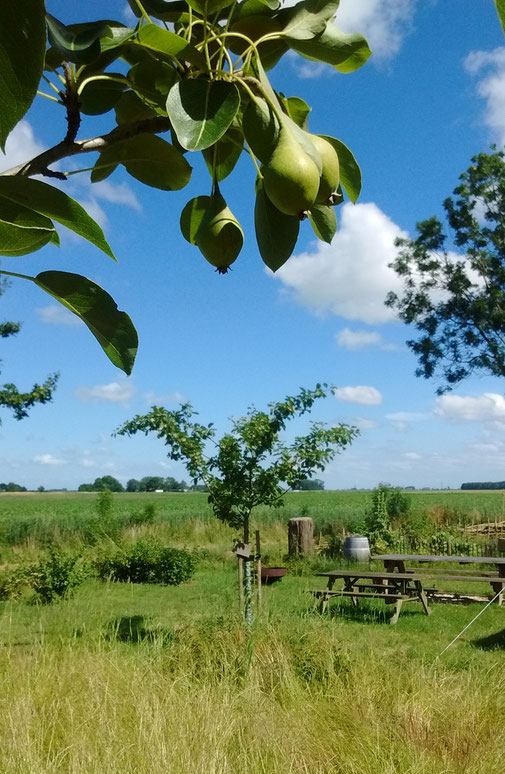 Eenrummer peren in de boomgaard