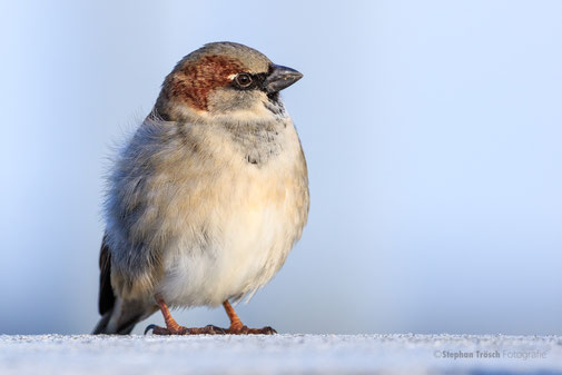 Der Haussperling hat nach 30 Jahren seinen Spitzenplatz als häufigster Brutvogel am Bodensee von 1980/81 verloren und steht mit einem Revierverlust von knapp 50% nur noch an dritter Stelle . . .  | Foto: Stephan Trösch