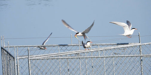 Bildquelle: BirdLife Thurgau