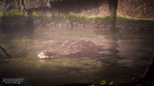 Ein Kopf eines Krokodils schaut aus dem Wasser.