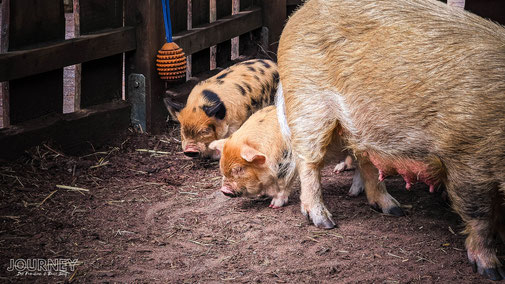 Zwei Schweine Ferkel stehen hinter ihrer Mutter.
