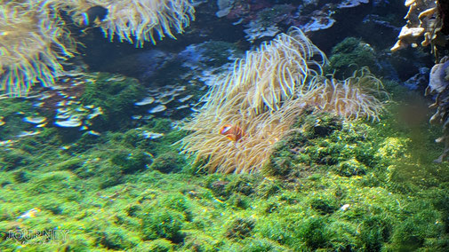 Ein Korallenriff mit Fischen.