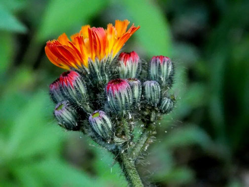 Habichtkraut - Hieracium pilosella