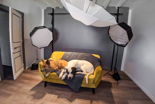 studio photo pour animaux Masseube Gers 32