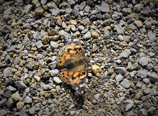 Zum ersten mal in diesem Jahr konnten wir den Distelfalter (Vanessa cardui) auf dem Schulhof beobachten.