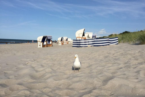 Fewo, Ferienwohnung in Strandnähe in Zingst an der Ostsee