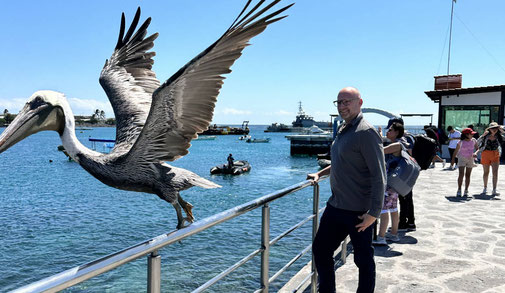Pelikan fliegt an Promenadengeländer ab - im Hintergrund stehen Passanten
