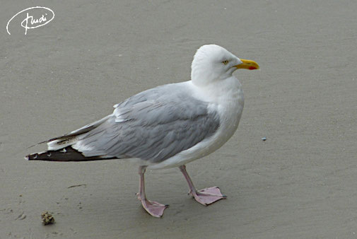 Silbermöwe