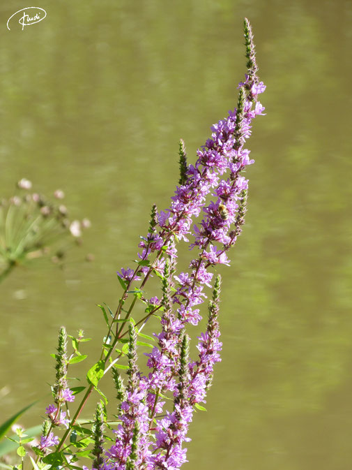 Blutweidereich (2020); am Ochsenweiher (Schönbuch) gesichtet
