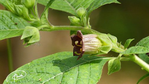 Blüte der Tollkirsche. Die Pflanze ist tödlich giftig. Sie wächst oft unmittelbar neben Waldwegen (2020)