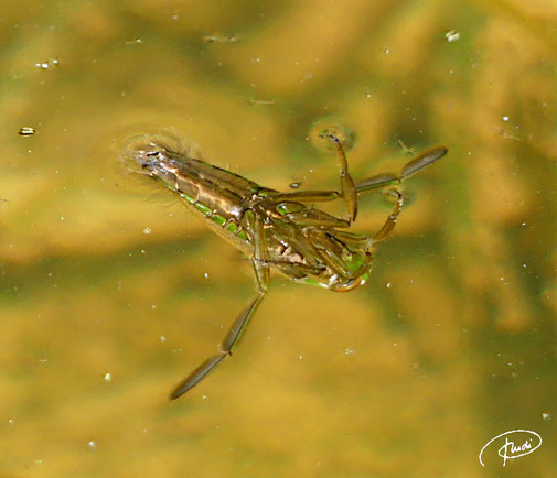 Rückenschwimmer (06/2024 Schönbuch), eine Wasserwanze und damit auch ein Insekt. Kann fliegen.