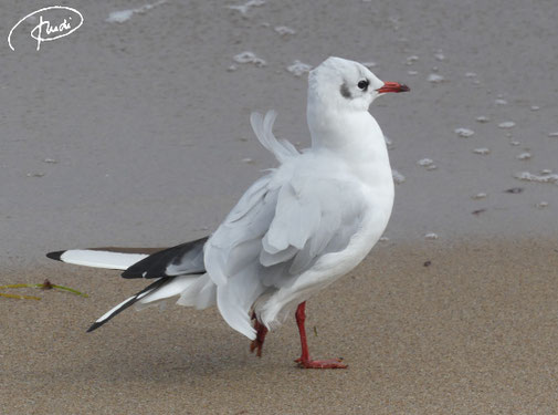 vom Winde verweht - Silbermöwe, auf Rügen (8/23)
