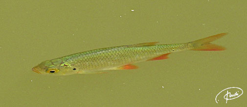 Fisch im Ochsenweiher (Schönbuch 2018)