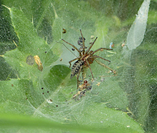 Labyrinthspinne (2020)
