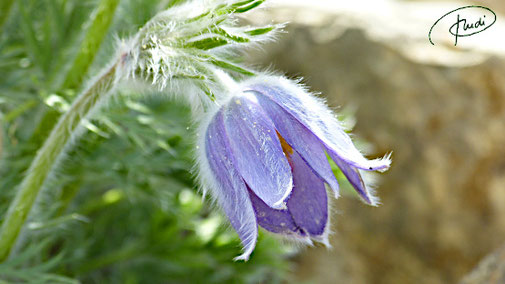 Küchenschelle