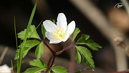 Anemone, Buschwindröschen (2022)